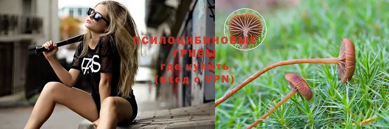 Псилоцибиновые грибы Psilocybine cubensis  что такое   Новотитаровская 